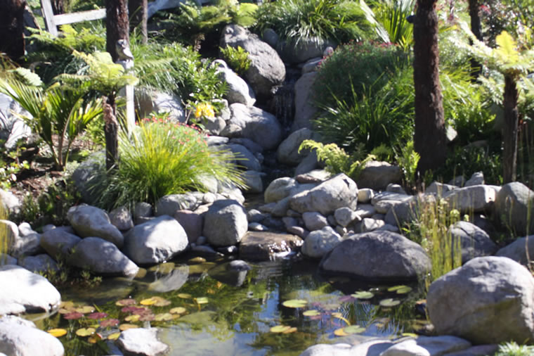 Wild, Native Inspired Pond Gardens